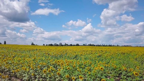 drone video field of blooming sunflowers