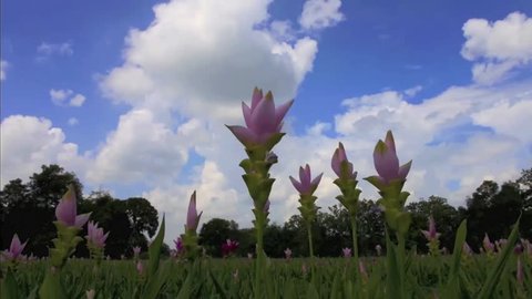 time-lapse sky and flowers