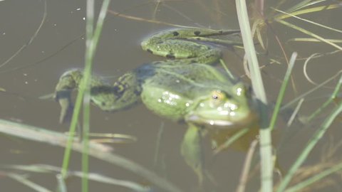 Northern Green Frog poking its head out of the water.