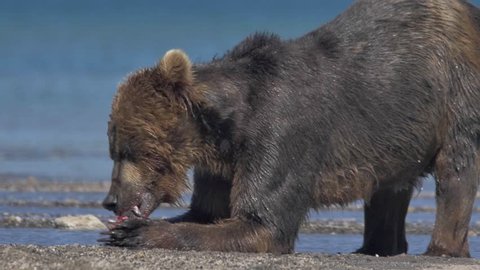 Alaskan Brown Bear Fishing For の動画素材 ロイヤリティフリー 1210 Shutterstock