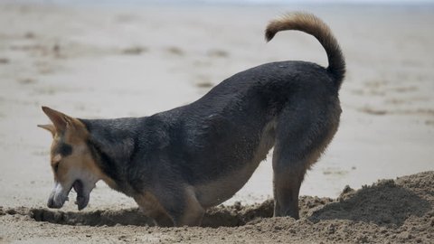 Dog digging in the sand on the beach looking for crabs. North Goa, India