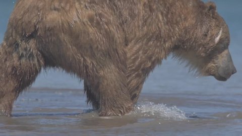 Brown bear trying to catch a fish on Kurile Lake. Southern Kamchatka Wildlife Refuge in Russia.