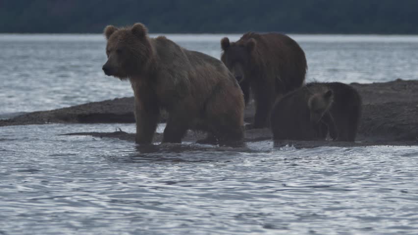 Family of bears. Bear and cubs.