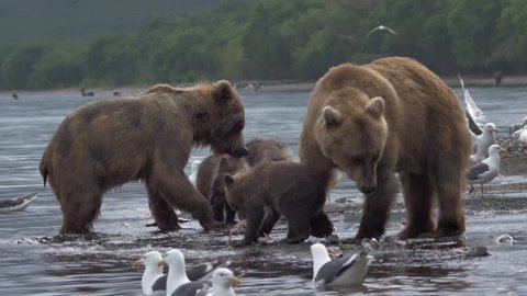 Family of bears. Bear and cubs.