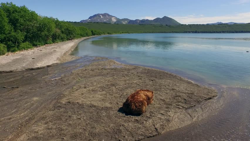 Aero flight around the brown bear. Volcano. Landscape, shore of the lake. Spawning of salmon.