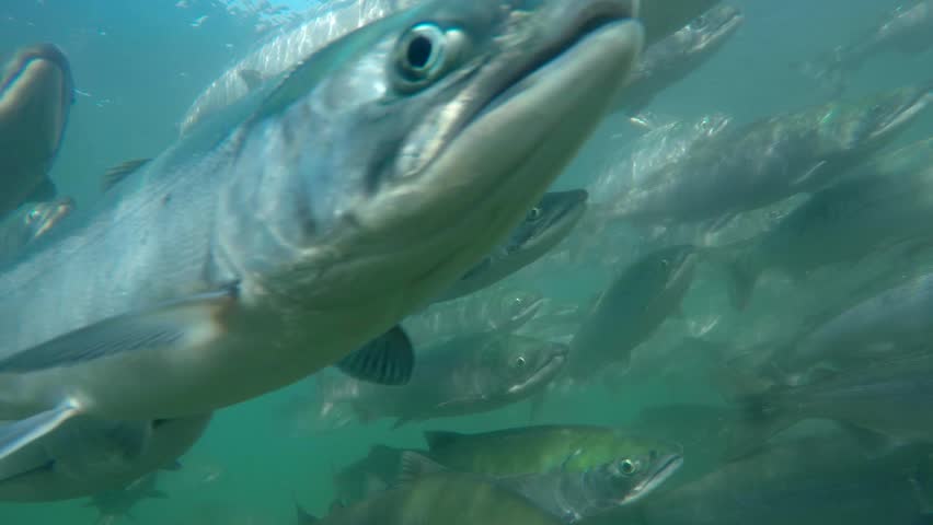 Spawning of sockeye salmon under water. Spawning of salmon. Royalty-Free Stock Footage #28853434