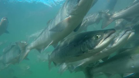 Spawning of sockeye salmon under water. Spawning of salmon.