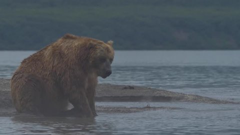 Brown bear trying to catch a fish on Kurile Lake. Southern Kamchatka Wildlife Refuge in Russia.