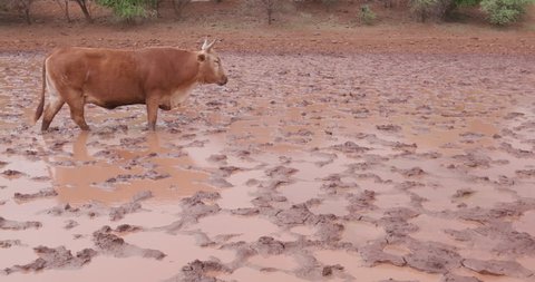Emaciated cattle drinking at a drying up muddy water hole in South Africa due to drought and climate change and global warming 