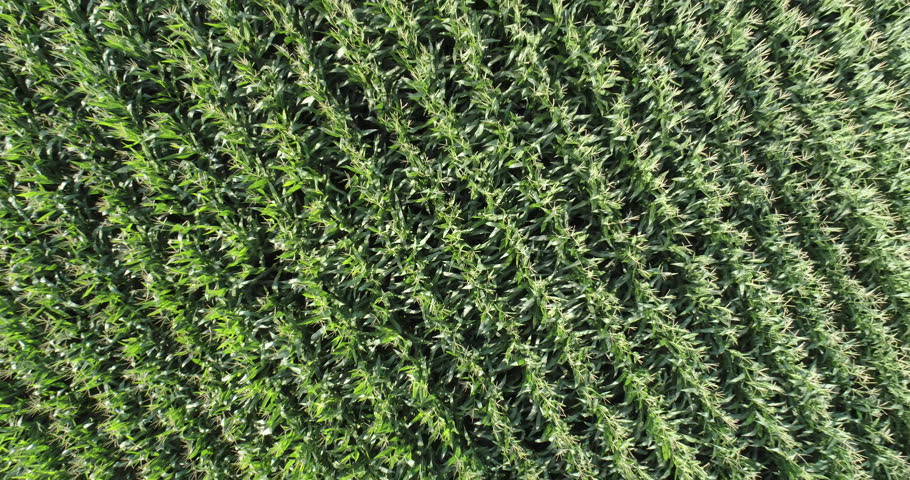 Aerial zoom out of irrigated corn fields Royalty-Free Stock Footage #28855999