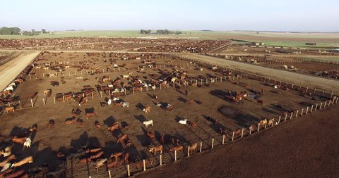 Aerial view of a cattle feedlot. Livestock are responsible for about 14.5 percent of global greenhouse gas emissions and are a major contributor to climate change.