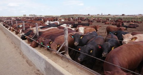 View of a cattle feedlot. Livestock are responsible for about 14.5 percent of global greenhouse gas emissions and are a major contributor to climate change.
