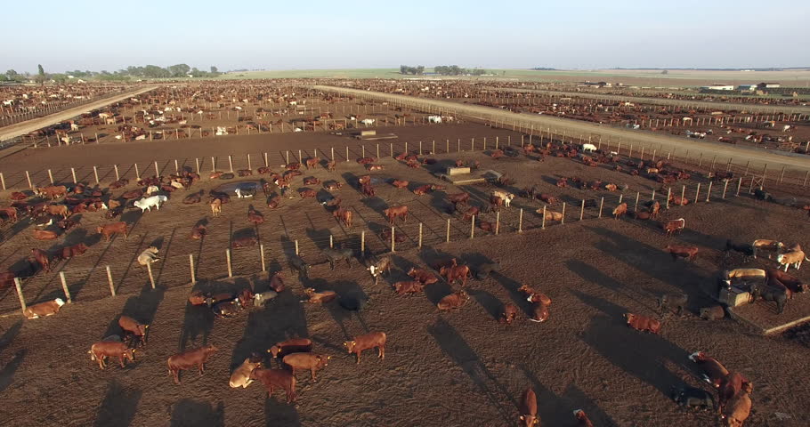 aerial view cattle feedlot livestock responsible Stock Footage Video ...
