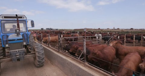 Tractor delivering Food onto a cement trough at a feedlot. .Livestock are responsible for about 14.5 percent of global greenhouse gas emissions and are a major contributor  to climate change