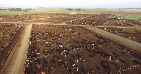 Aerial view of a cattle feedlot. Livestock are responsible for about 14.5 percent of global greenhouse gas emissions and are a major contributor to climate change.