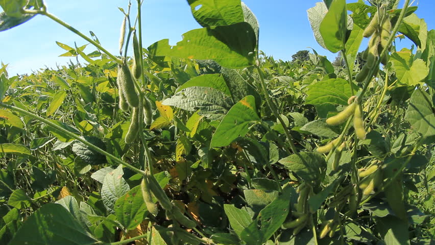 Soybean Field 1. A soybean field in rural Indiana.