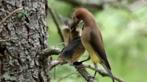 Cedar Waxing (Bombycilla cedrorum) fledglings being fed by parent