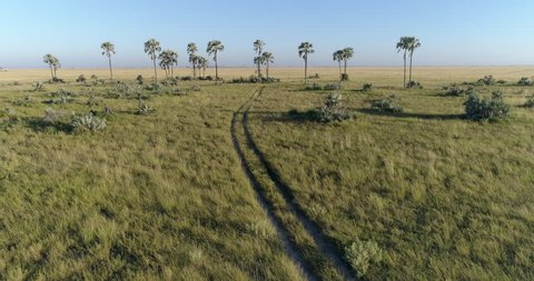 Fly over aerial view of vehicle track going into the savanna grasslands and palm trees of the Okavango Delta