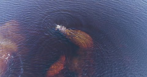 Aerial view of hippos swimming under water and rising up for air in the Okavango Delta