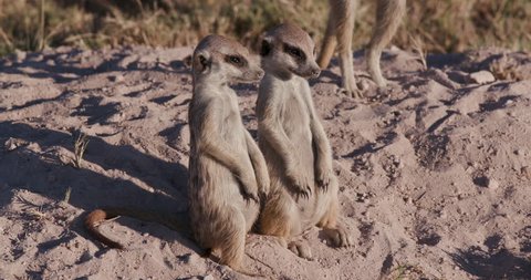 Funny animals.Two cute funny baby meerkats that can't keep their eyes open while sitting and fall over,Botswana. Wildlife in Africa.  
