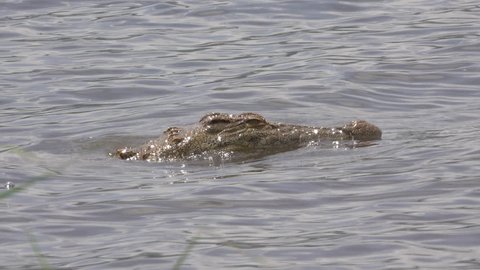 crocodile head, lake in Rwanda