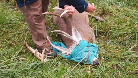 Whitetail Deer management and veterinary care.