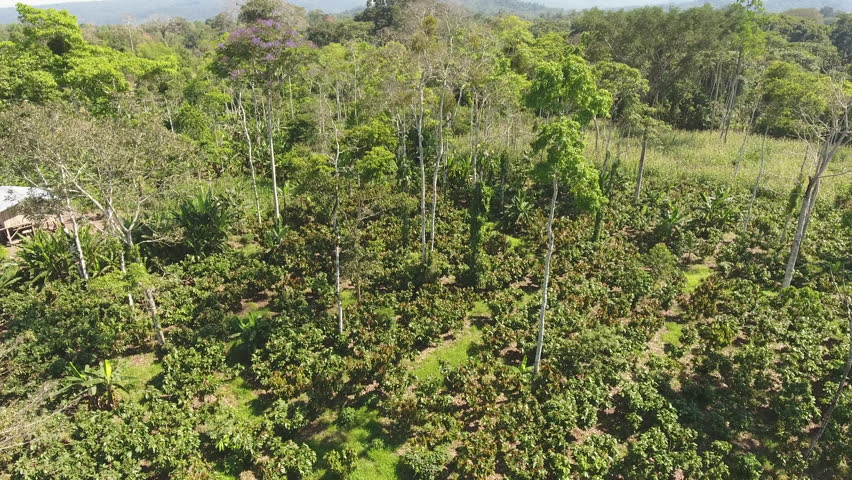 Descending to a cacao (Theobroma cacao) plantation cut out of the rainforest in the Ecuadorian Amazon. There is a patch of maize in the upper right. A jacaranda tree is in flower. Royalty-Free Stock Footage #28863700