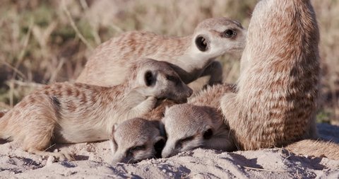 Funny animals.Three cute baby meerkats,one sitting,one sleeping on top of their burrow,Botswana