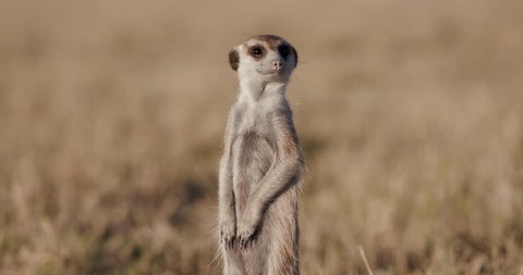 Funny animal.Close-up view of meerkat standing up on sentry duty,Botswana