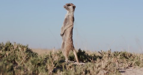 Funny Animals Meerkat Or Suricate Stock Footage Video 100 Royalty Free Shutterstock