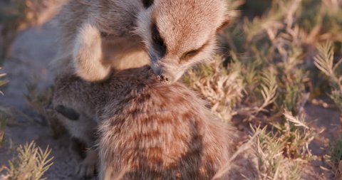 Funny animals.Close-up view of adult meerkat grooming a baby in the morning sun,Botswana