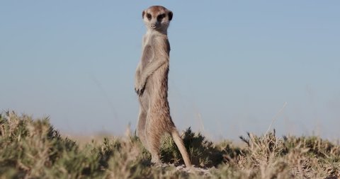 Funny Animals Meerkat Or Suricate Stock Footage Video 100 Royalty Free Shutterstock Funny Animals Meerkat Or Suricate Stock Footage Video 100 Royalty Free Shutterstock