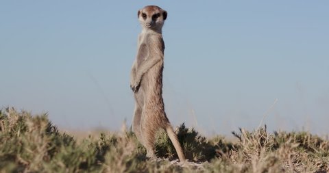 Funny Animals Meerkat Or Suricate Stock Footage Video 100 Royalty Free Shutterstock