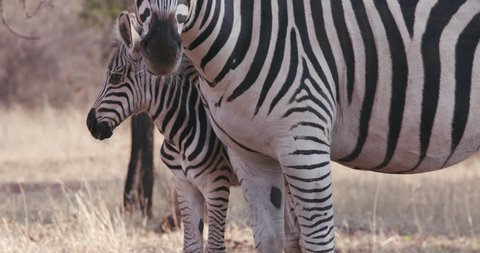 Close-up of cute baby zebra standing next to its mother