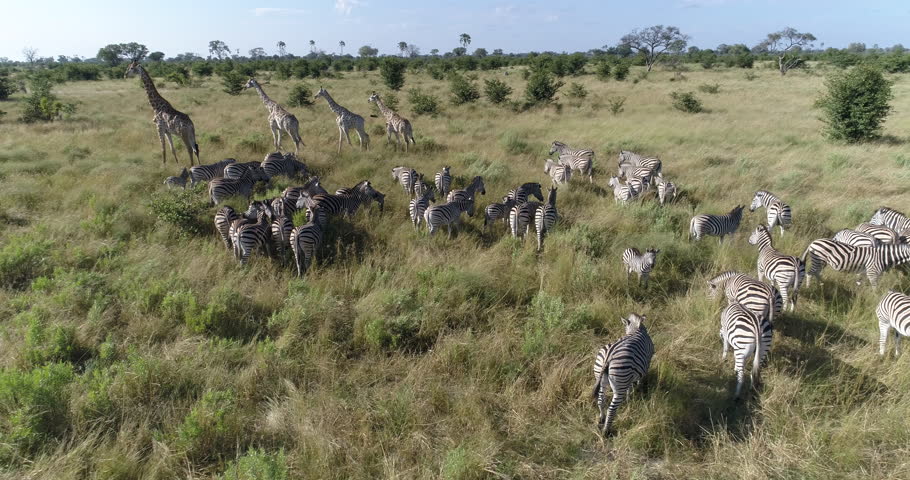 Aerial close-up view of zebra and giraffe in the grasslands of the Okavango Delta