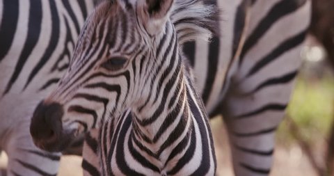 Close-up of cute baby zebra foal and mother