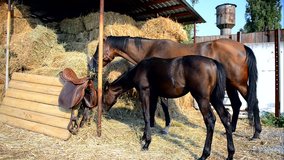 Horse and foal feeding at farm