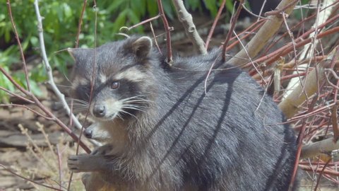 Raccoon. Wild North American raccoon looks at camera. raccoon (procyon lotor) climbing a tree .