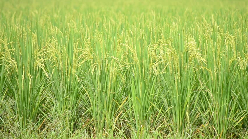 rice farm blow in wind