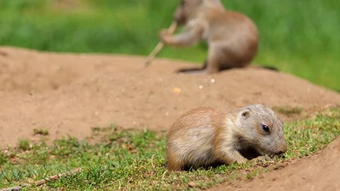 Yellow ground squirrel (Spermophilus fulvus) is large and sturdy species with naked soles on hind feet. It is found in Afghanistan, China, Iran, Kazakhstan, Turkmenistan, Uzbekistan and Russia.