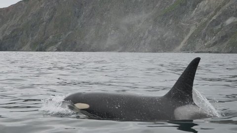 Family of fish eating killer whales near the Pacific Ocean cost of Kamchatka Peninsula