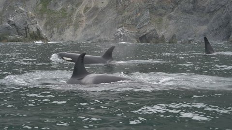 Family of killer whales near the Pacific Ocean cost of Kamchatka Peninsula