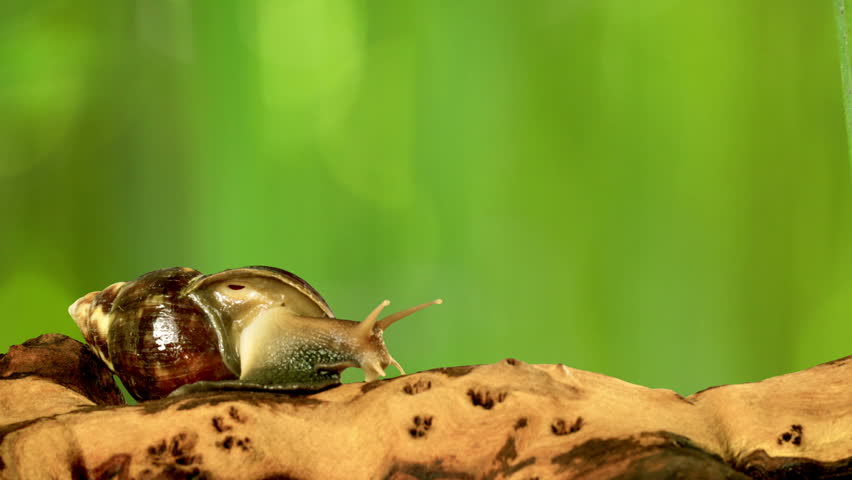 Snail in front of bamboo background