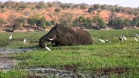 Wild Elephants in the Chobe National Park (Botswana) as 4K footage