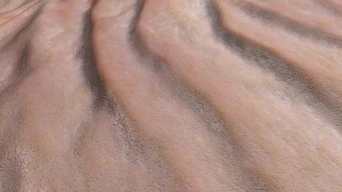 Skin surface wrinkle animation. Close up of skin wrinkles with aging effects  or for playing in reverse for a reverse aging effect. Speed can be changed.This is an artistic simulation. 