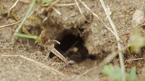 Black Ants carry supplies in a hole in the ground close-up.