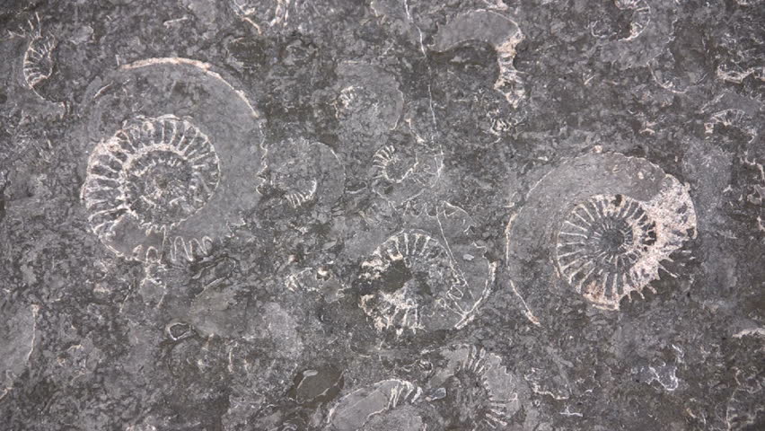 Ammonite fossils in a rock on Lyme Regis Beach, Dorset