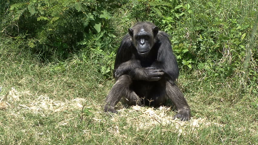 A chimpanzee thinks about the world problems in Kenya, Africa.
