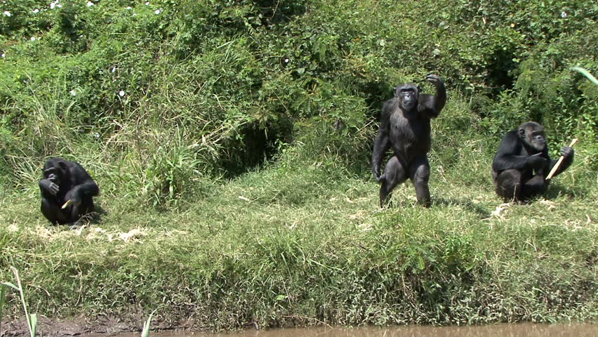 A chimpanzee waves in Kenya, Africa.