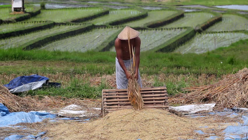 Harvest: strong man threshes rice on bali